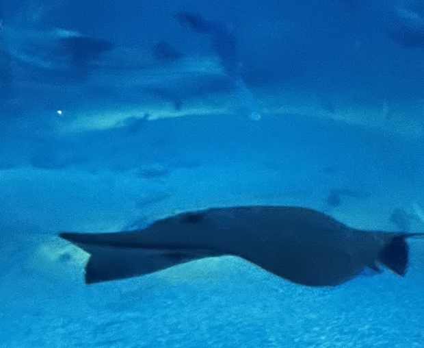 Sharpnose stingray (Telatrygon acutirostra) — Dasyatidae