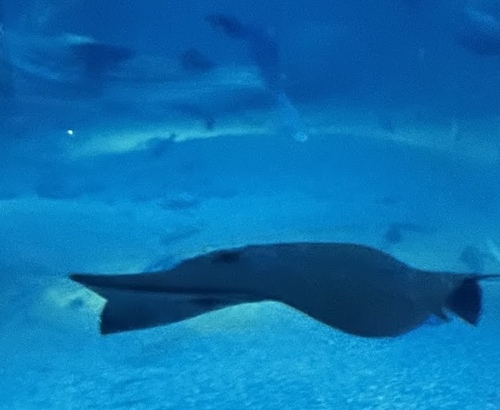 Sharpnose stingray (Telatrygon acutirostra) — Dasyatidae