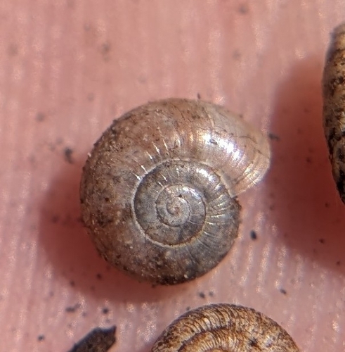 Glyphyalinia indentata, 2026-03-08