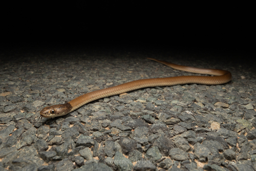 Curl Snake