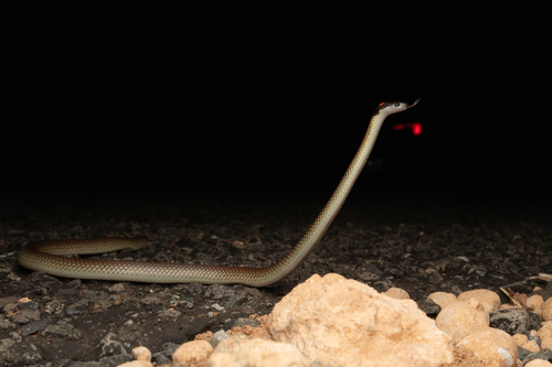 Red-naped Snake