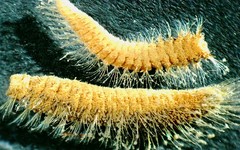 Pherusa andersonorum