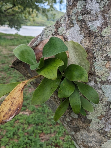 Elkhorn fern (Platycerium hillii)