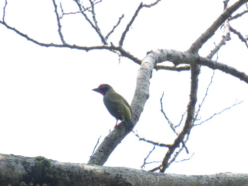 Psilopogon haemacephalus