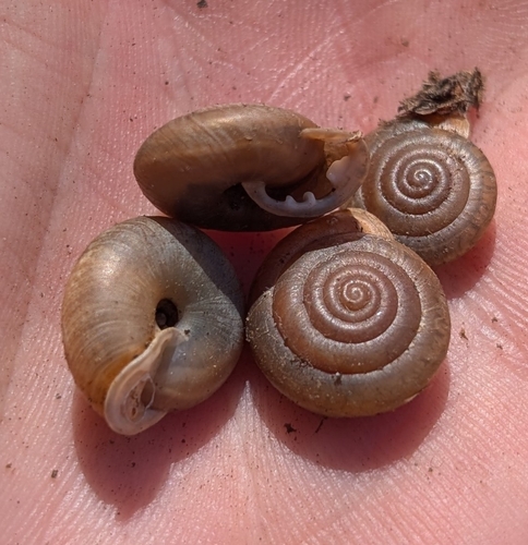 Whitewater Creek Woodlandsnail