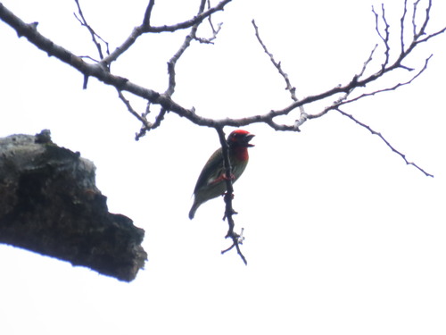 Psilopogon haemacephalus