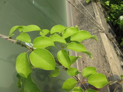 Stauntonia hexaphylla