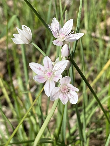 glassy onion (Allium hyalinum)