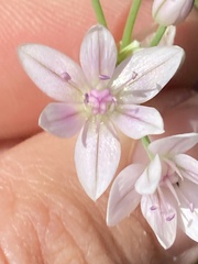 Allium hyalinum, photograph (c) Adam J. Searcy, some rights reserved (CC BY)
