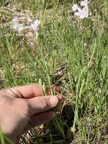 Allium hyalinum, photograph 5
