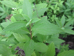 Spiraea fritschiana