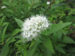 Spiraea fritschiana
