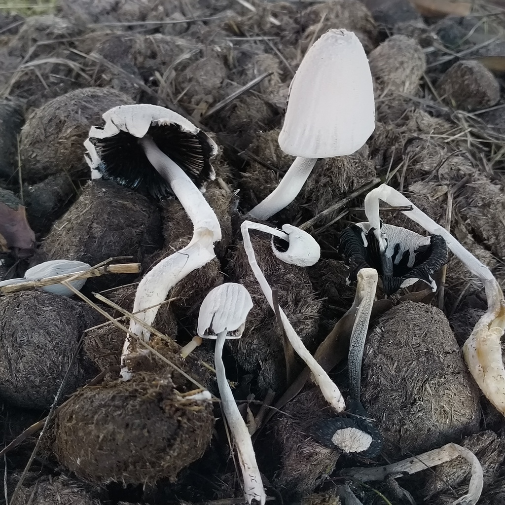 Coprinopsis nivea · February 2026 · photo: © zedt (iNaturalist, cc-by)
