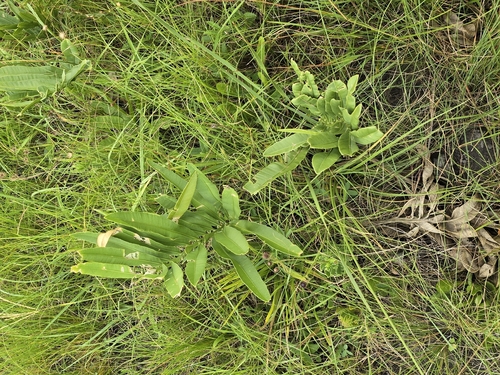 Stangeria eriopus, photograph 2