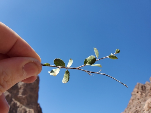 Image of Colubrina californica by (c) Bob Miller, some rights reserved (CC BY)