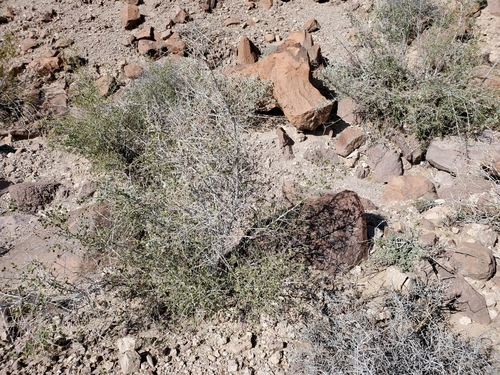 Image of Las Animas Colubrina (Colubrina californica) by (c) Bob Miller, some rights reserved (CC BY)
