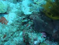 Prognathodes aculeatus