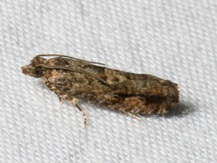 Chimoptesis gerulae