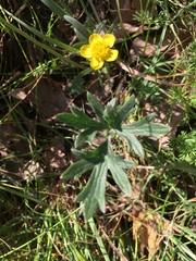 Ranunculus canus canus