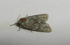 Acronicta impleta