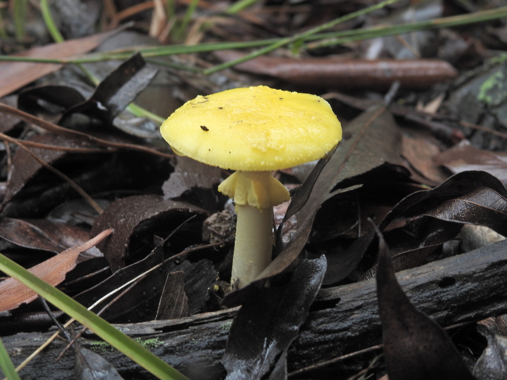 Amanita flavella · March 2026 · photo: © scottwgavins (iNaturalist, cc-by)