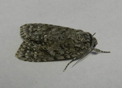 Acronicta impleta