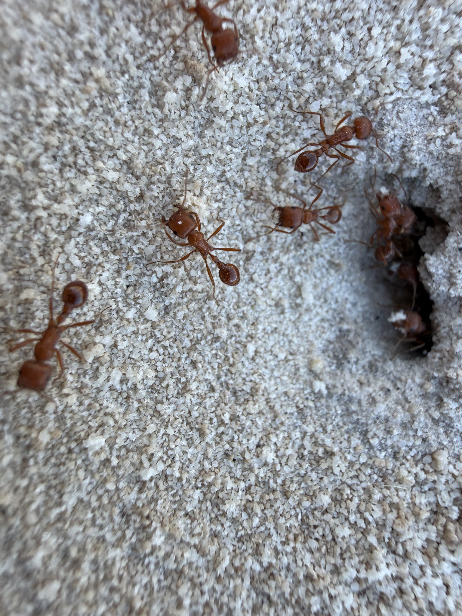 Pogonomyrmex occidentalis × maricopa