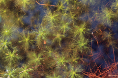 Sphagnum cuspidatum