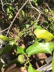 Myrsine cubana