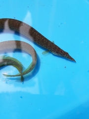 Macrognathus