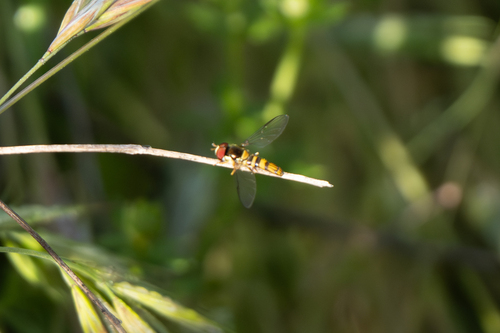 Unknown species found near Orange County, US-CA, US