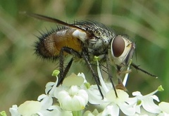 Frontina laeta