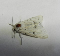 Acronicta vulpina
