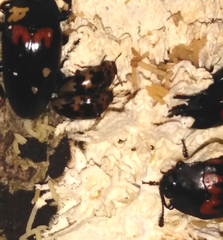 Ischyrus scriptus