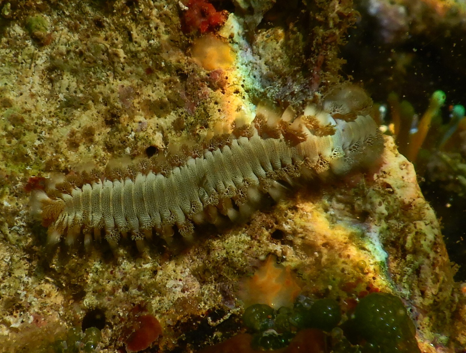 Hermodice carunculata (Pallas, 1766)