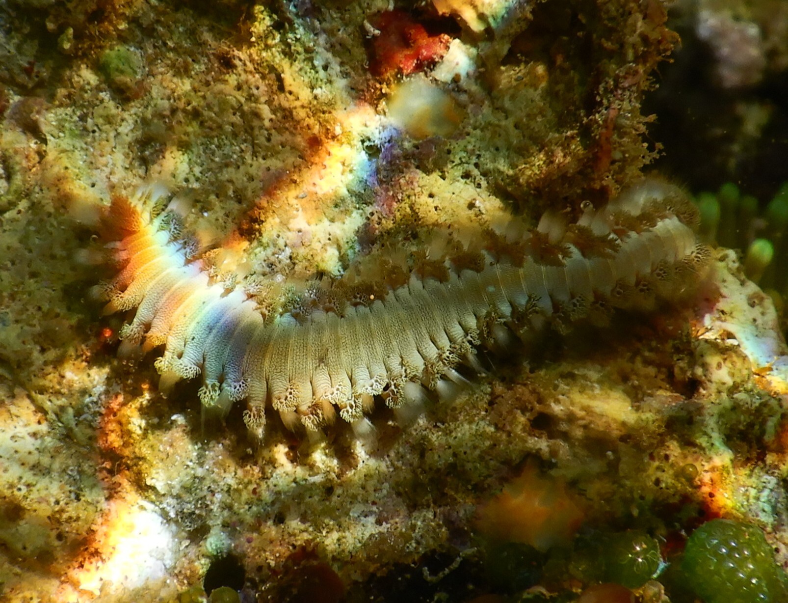 Hermodice carunculata (Pallas, 1766)