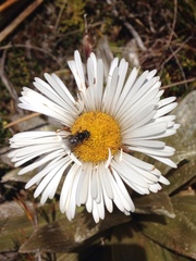 Celmisia semicordata