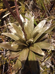 Celmisia semicordata