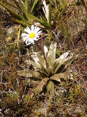 Celmisia semicordata