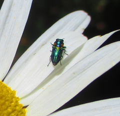 Anthaxiini
