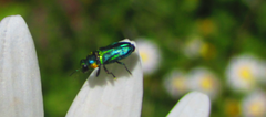 Anthaxiini