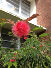 Calliandra haematocephala haematocephala