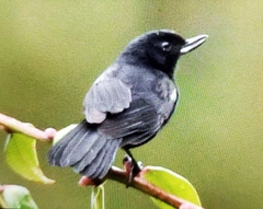 Diglossa lafresnayii