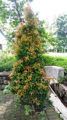 Syzygium myrtifolium