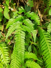Arachniodes amabilis
