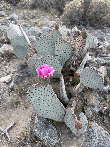 iNaturalist observation photo of Beavertail Pricklypear