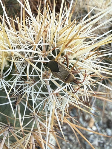 iNaturalist observation photo of Cactus Coreid Bug
