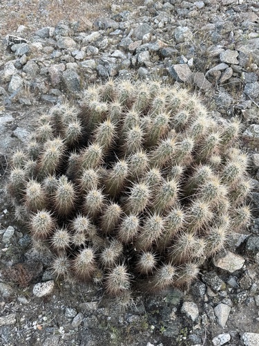 iNaturalist observation photo of Engelmann's hedgehog cactus