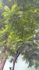Magnoliopsida