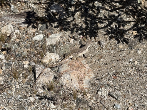 iNaturalist observation photo of Desert Iguana